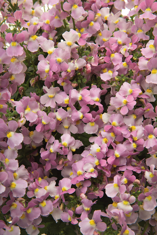 aromancepink_nemesia_tag_large.jpg