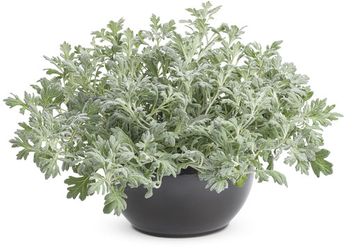 Quicksilver™ - Dusty Miller