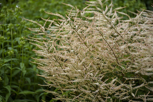 'Chantilly Lace' Aruncus