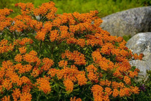 asclepias_tuberosa_apj16_3.jpg