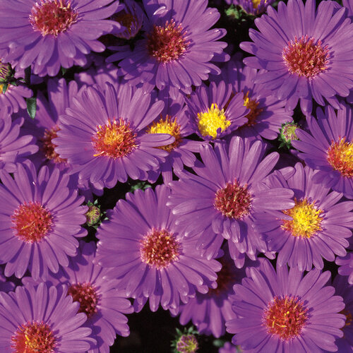 'Believer Purple' - Aster