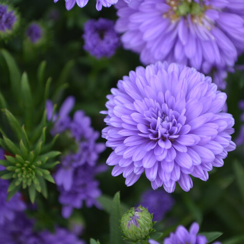 Henry™ III Purple - Aster