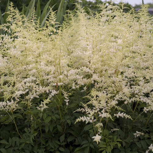 astilbe_bridal_veil_0001_high_res.jpg