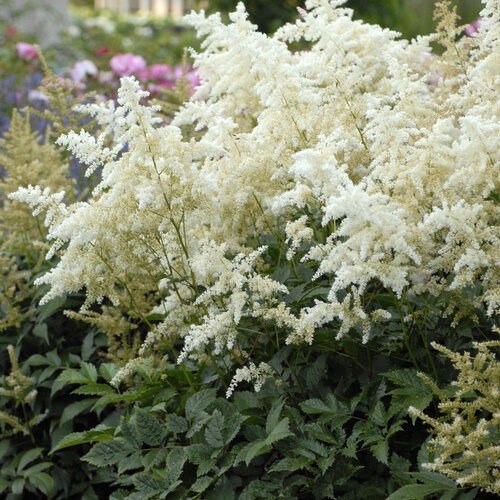 astilbe_deutschland_0000_high_res.jpg