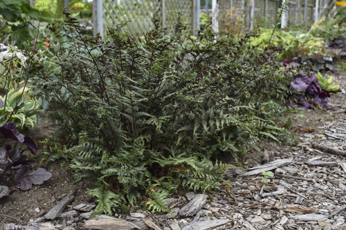 athyrium_crested_surf_apj18_2.jpg