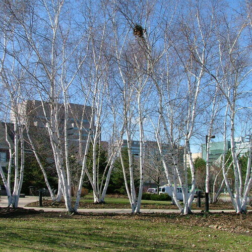 A stately row of Avalanche birch trees, leafless in the winter.