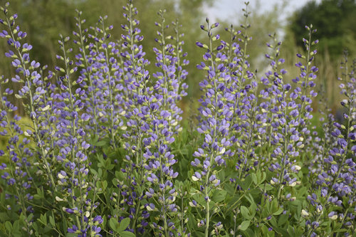 baptisia_blue_bubbly_cjw18_4.jpg