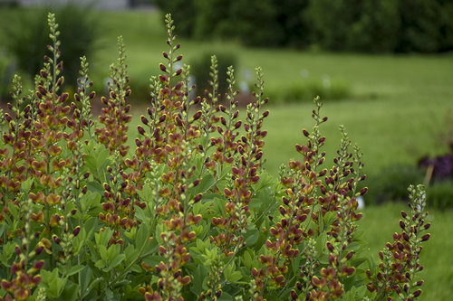 'Cherries Jubilee' Baptisia