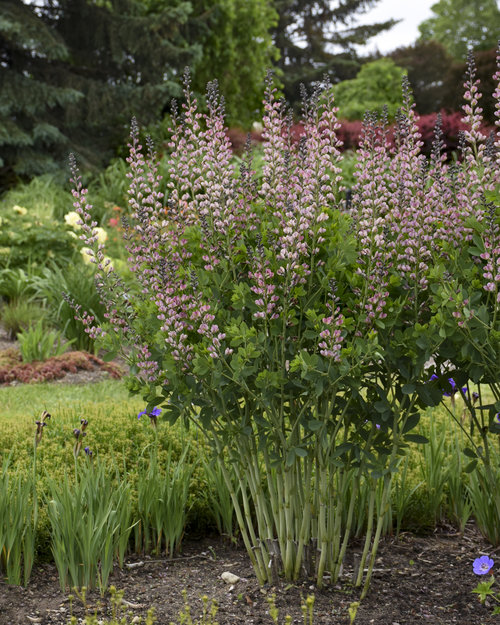 'Pink Truffles' Baptisia