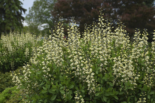 'Vanilla Cream' Baptisia