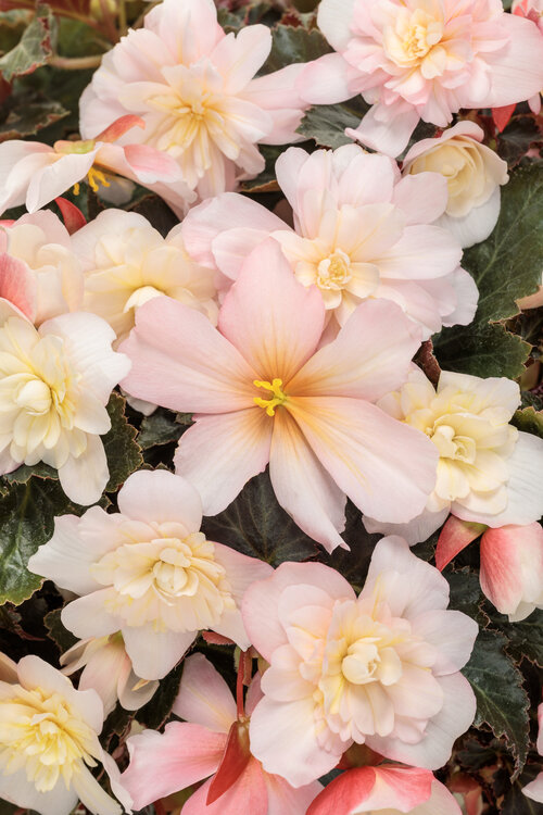 begonia_double_delight_appleblossom_tag.jpg