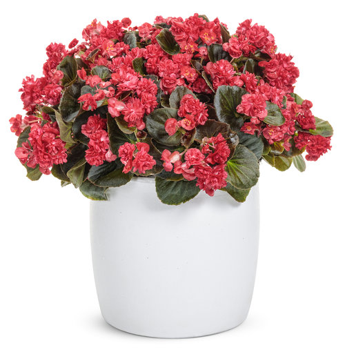 begonia_double_up_red_mono.jpg | Proven Winners