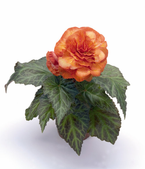 Nonstop® Fire Begonia