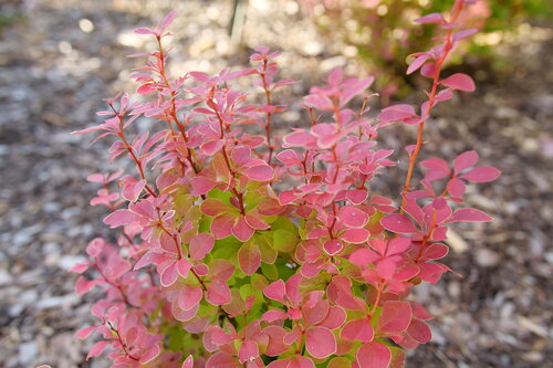 Orangey red foliage on Sunjoy Orange Pillar barberry, set against mulch.