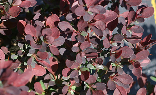 berberis_mimi_red4_3349_img_1282.jpg