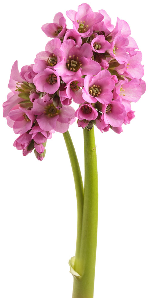 Miss Piggy - Pigsqueak - Bergenia