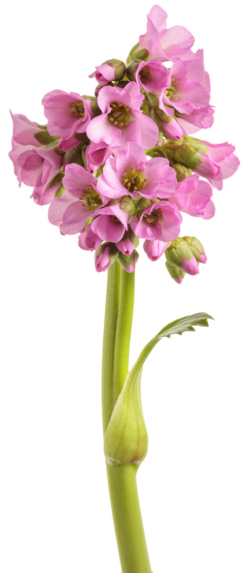 bergenia_miss_piggy_04-macro.jpg