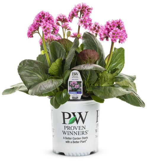 bergenia_miss_piggy_2-gal.jpg