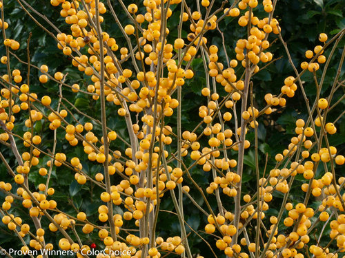 Berry Heavy Gold Winterberry