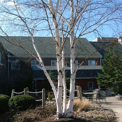 Multi-stemmed white Avalanche birch tree growing in a landscape.