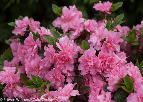 Bloom-A-Thon Pink Double Azalea