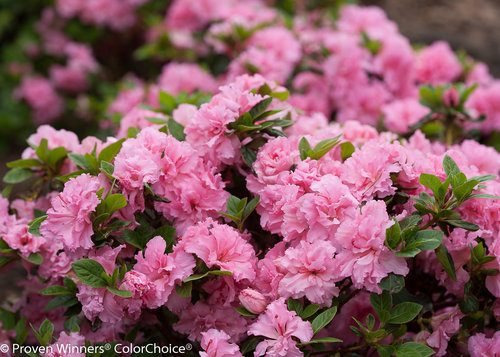 Bloom-A-Thon Pink Double Azalea