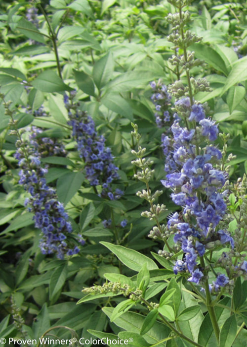 Blue Diddley Vitex (Chastetree)