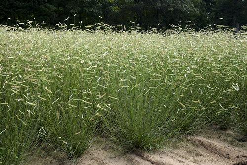 Blonde Ambition - Blue Grama Grass