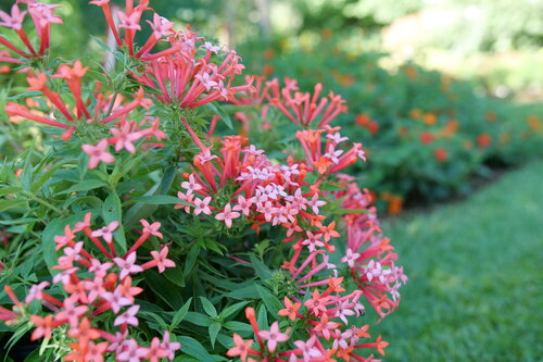 Flower filled shrub, Estrellita Little Star Bouvardia planted in the garden.