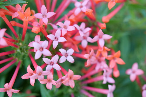 Close up of light pink and bright orange flowers on Estrellita Litttle Star.