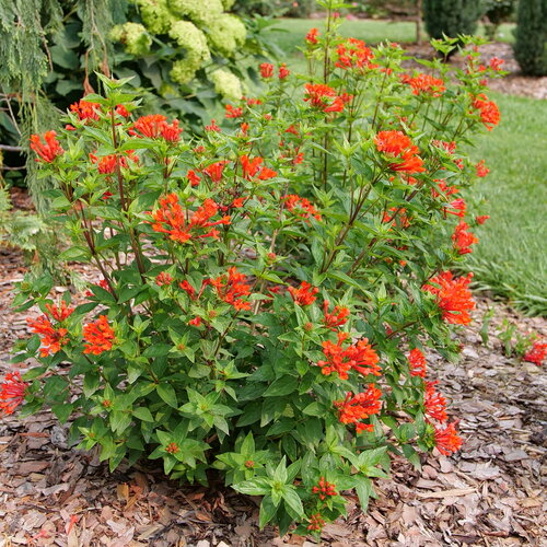 Shocking tropical red fluted flowers on Estrellita Scarlet bouvardia.