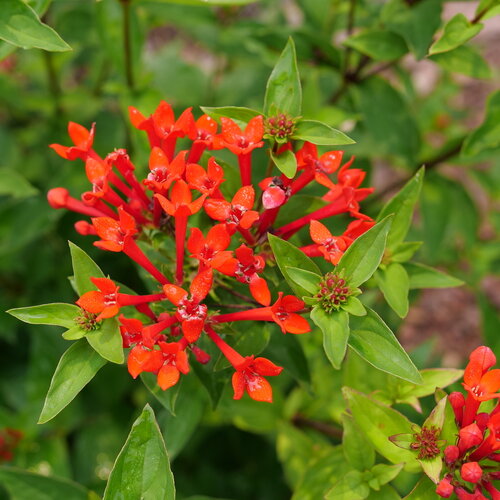 Bright red tubular blooms with star-shaped tips on Estrellita Scarlet bouvardia.