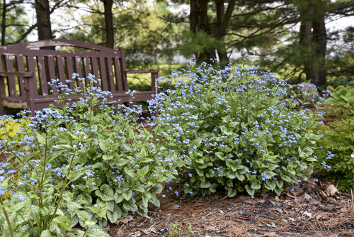 Brunnera Jack of Diamonds