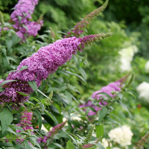 buddleia-pugster-pinker-3.jpg