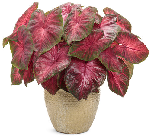 caladium_heart_to_heart_hot_flash_mono.jpg