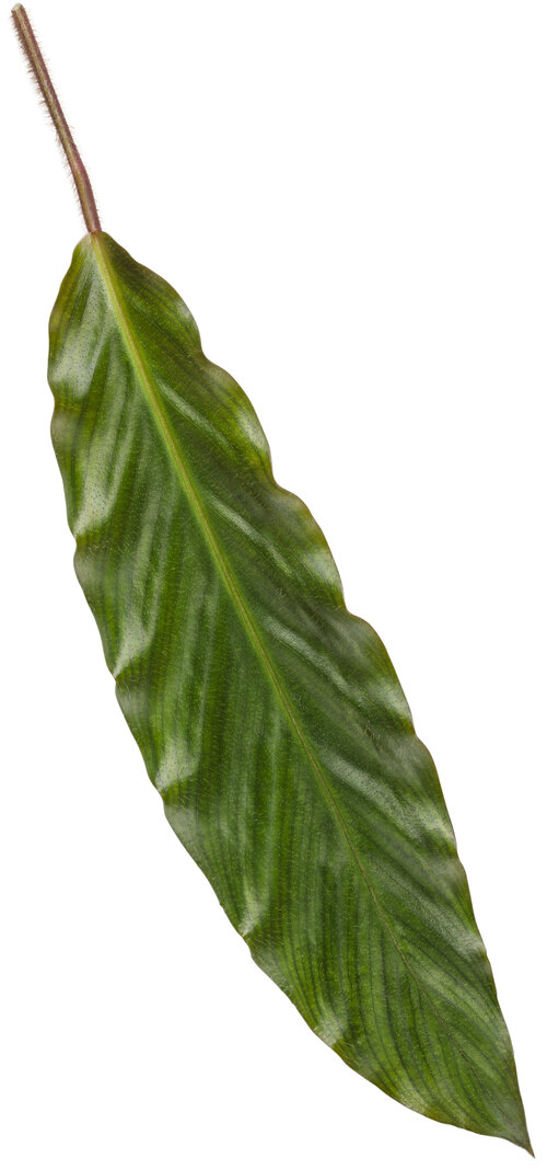 calathea_rufibaraba_color_full_furry_feather_velvet_macro_01.jpg