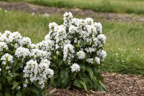 Campanula Angel Bells