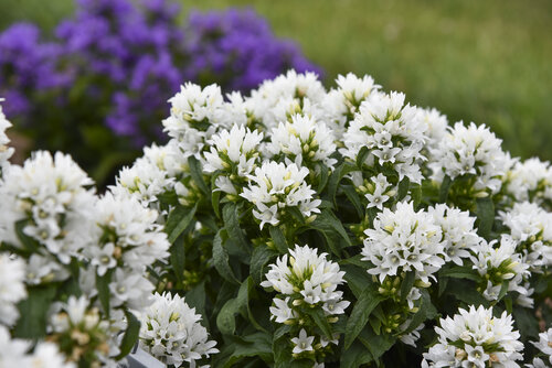 Campanula Angel Bells