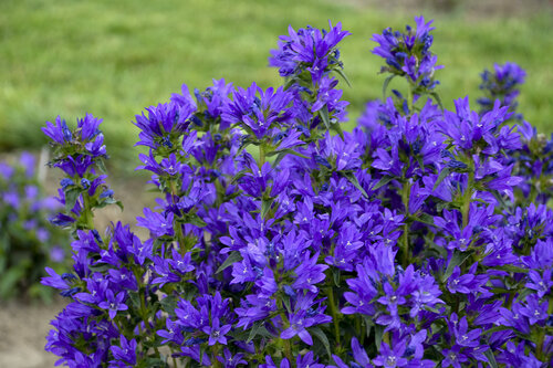 Campanula Bells and Whistles