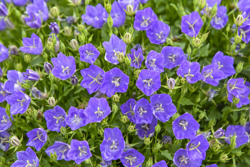 Campanula carpatica Mini Marvels Midnight