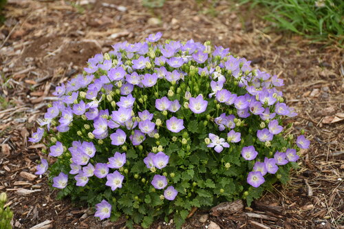 Campanula carpatica Mini Marvels Twilight