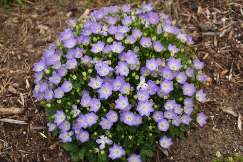 Campanula carpatica Mini Marvels Twilight