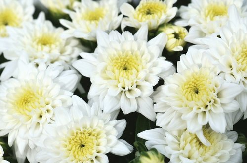 Celestial White Garden Mum