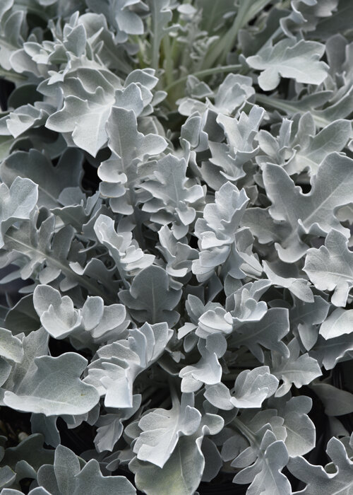 Silver Swirl - Snowflake Dusty Miller