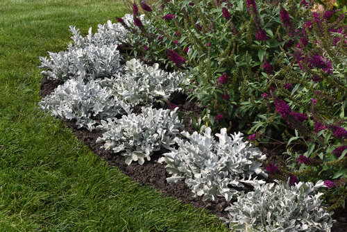 Silver Swirl - Snowflake Dusty Miller