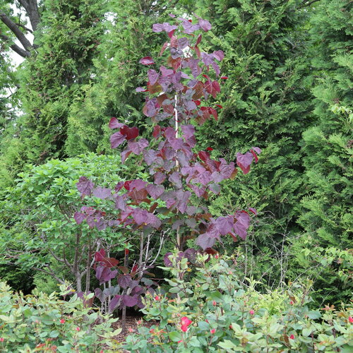 A brilliant burgundy Midnight Express redbud planted within a green garden.