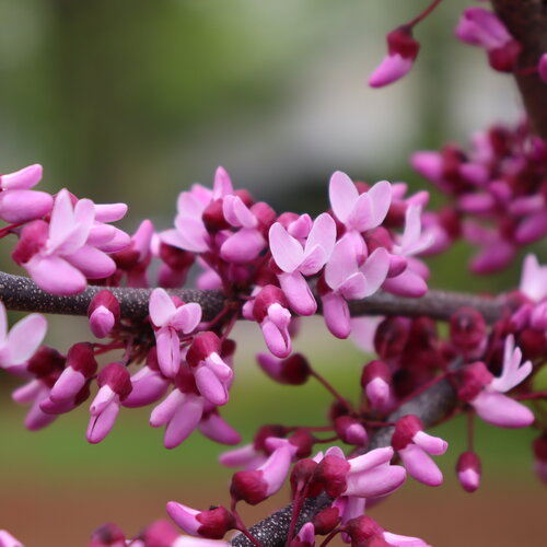 Pale magenta pea shaped flowers on Midnight Express redbud in the spring.