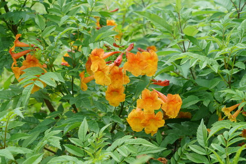 Chicklet Orange esperanza blooms with bright orange trumpets all summer