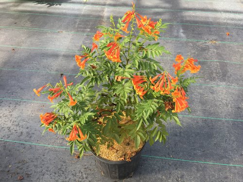 Chicklet Orange esperanza is a dwarf heat tolerant shrub that blooms non-stop.