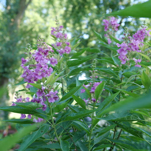 A close view of several flowers on El Nino chitalpa with their orchid-like look.